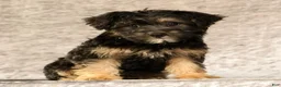 Yorkiepoo dogs for sale: Lonas - Ad 1