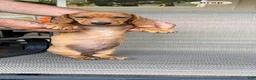 Dachshund dogs for sale: Dachshund Puppy 1 - Ad 3