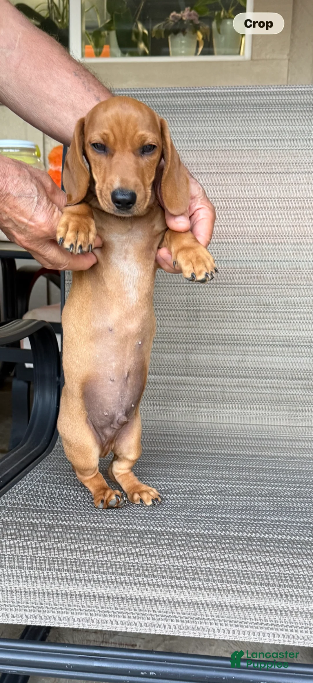 Dachshund dogs for sale: Dachshund Puppy 2 - Ad 4