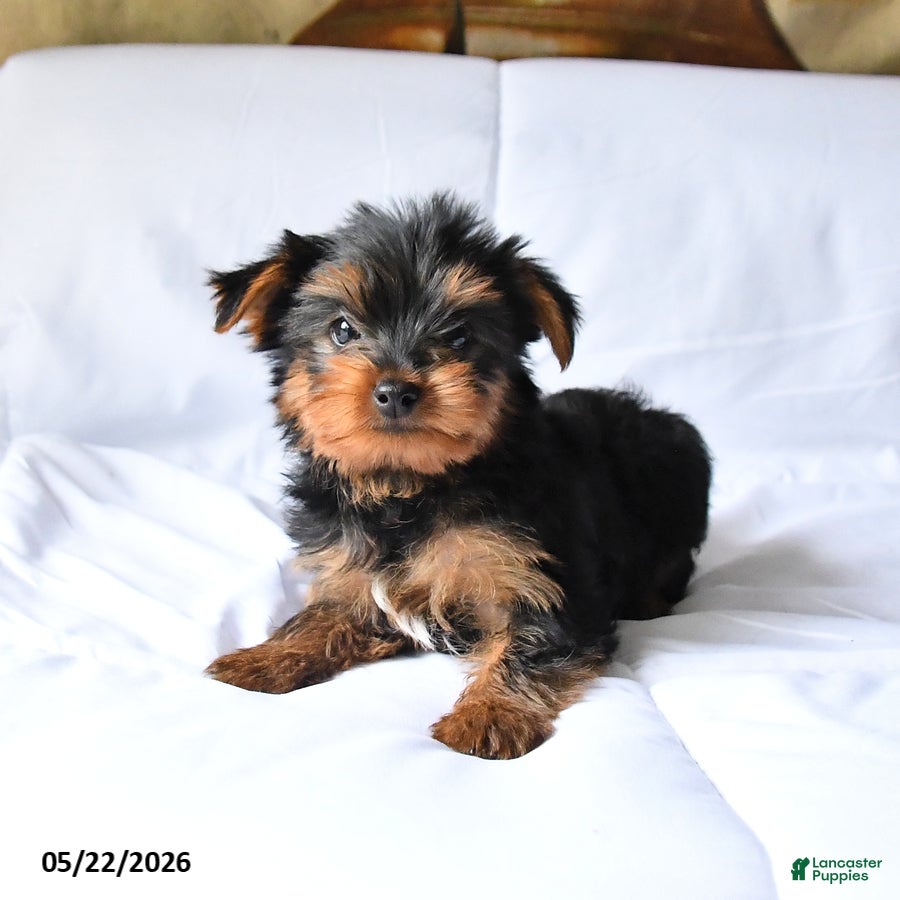 Yorkshire Terrier dogs Mojo - Ad 1