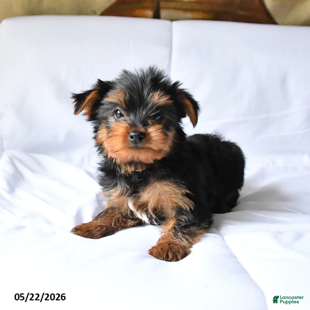 Yorkshire Terrier dogs for sale: Mojo - Ad 1