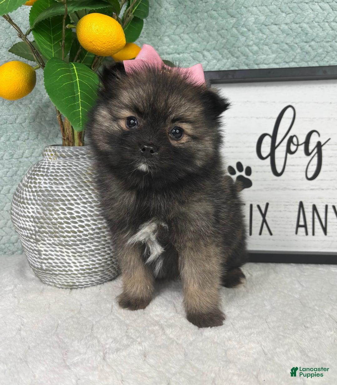Pomeranian dogs for sale: Poppy - Ad 7