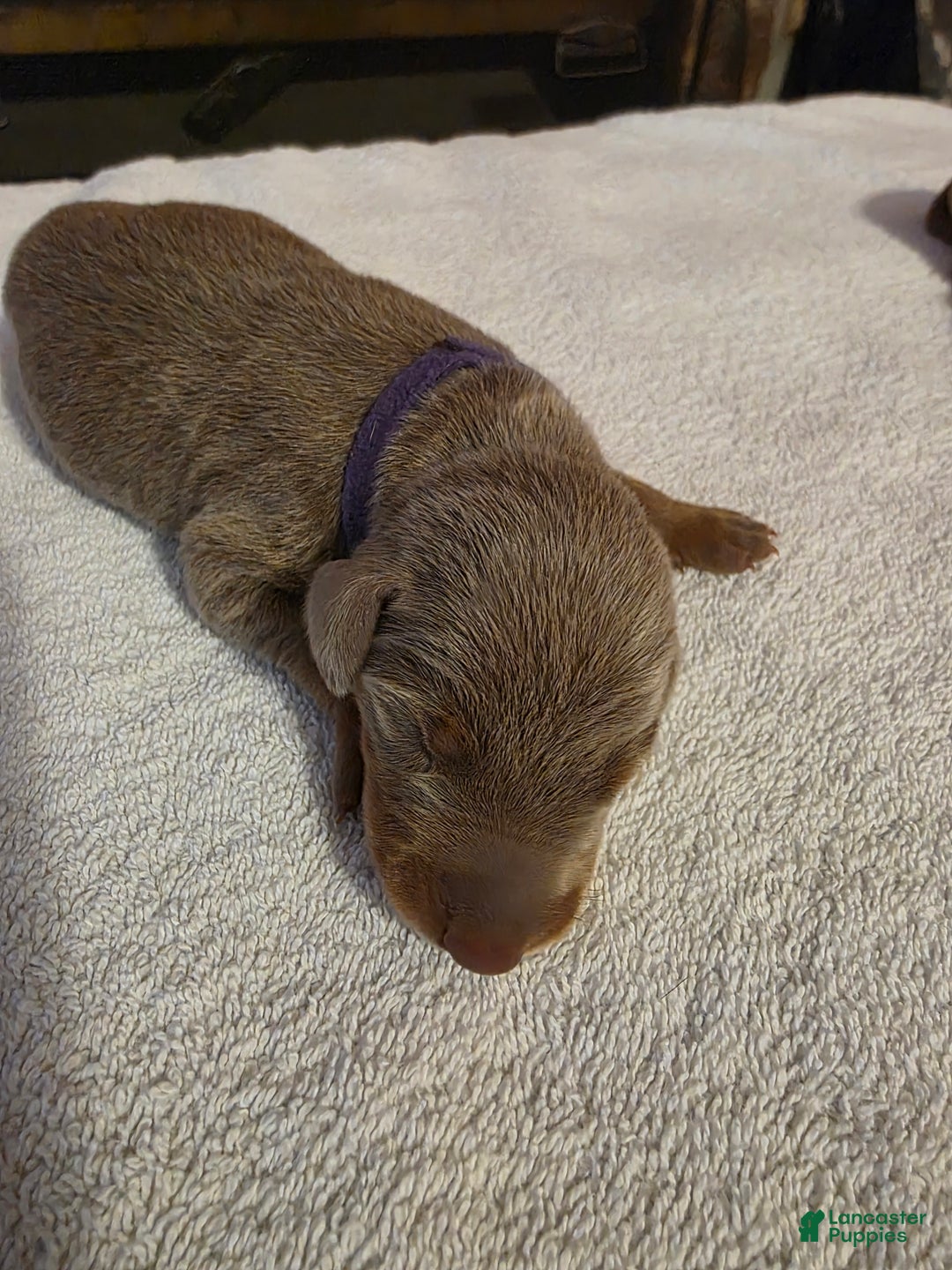 Doberman Pinscher dogs for sale: Doberman Pinscher Puppy 4 - Ad 1