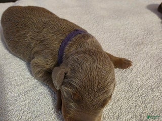 Doberman Pinscher dogs Doberman Pinscher Puppy 4 - Ad 41