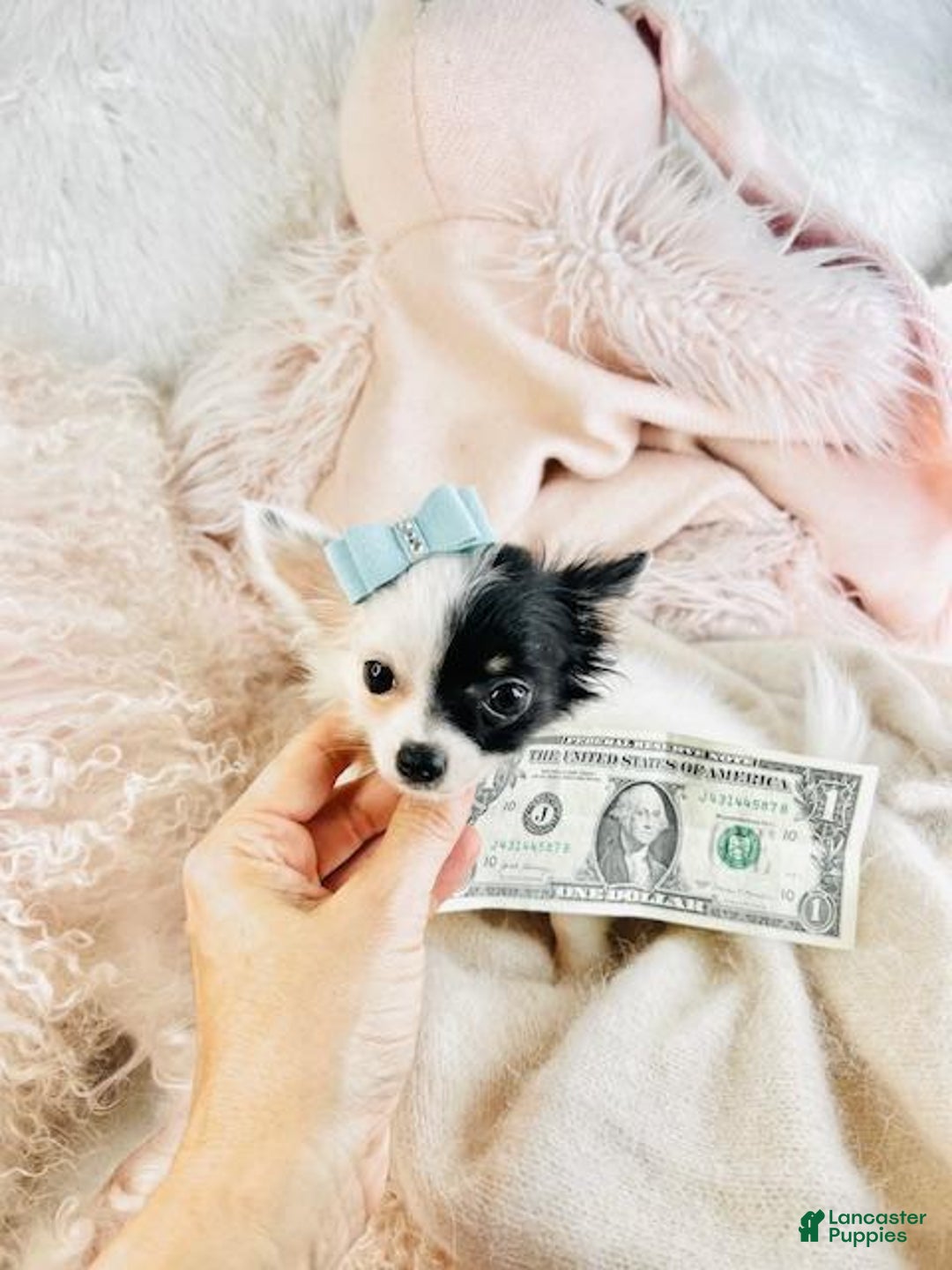 Chihuahua dogs for sale: Chihuahua Puppy 1 - Ad 3