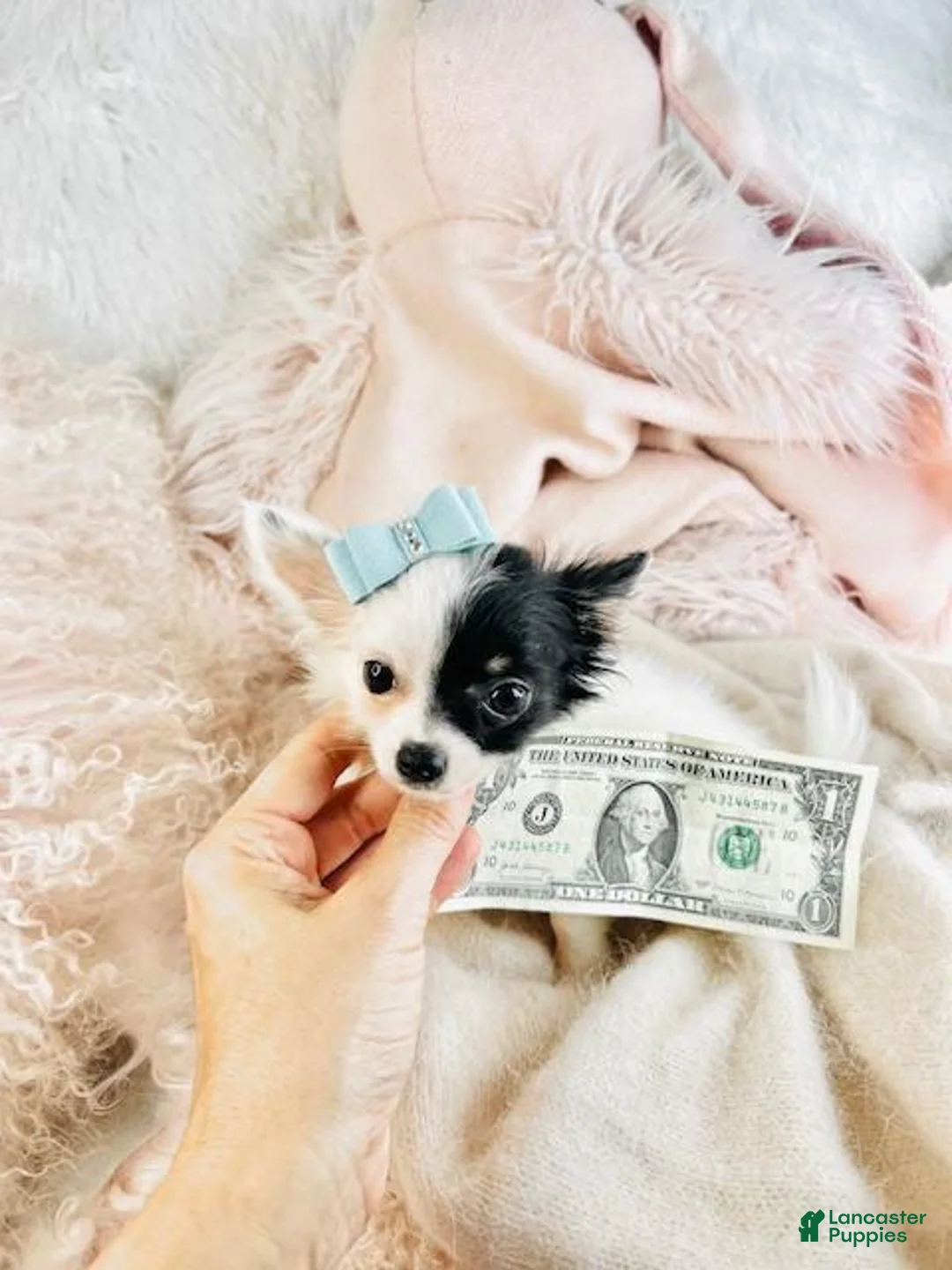 Chihuahua dogs for sale: Chihuahua Puppy 1 - Ad 3