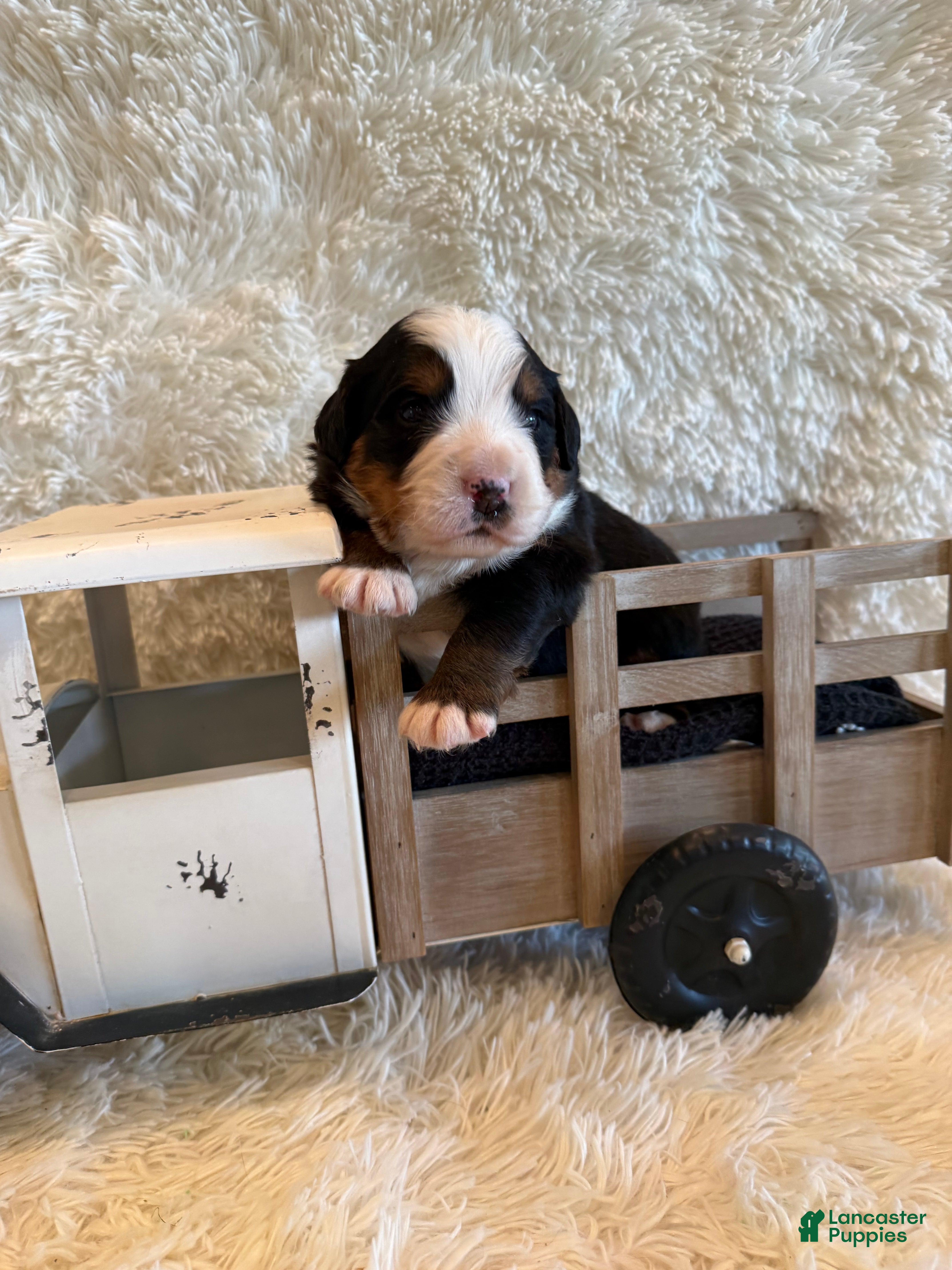 Bernese Mountain Dog dogs Garrett - Ad 23