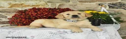 Golden Retriever dogs for sale: Buck - Ad 3