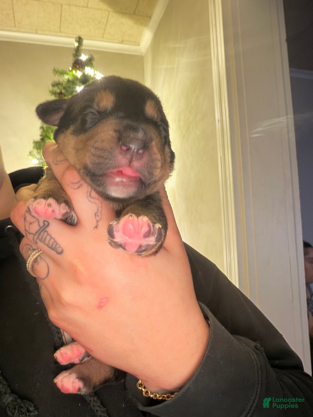 Mixed Breed dogs for sale: Calliope  - Ad 1