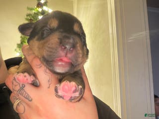 Mixed Breed dogs Calliope - Ad 23