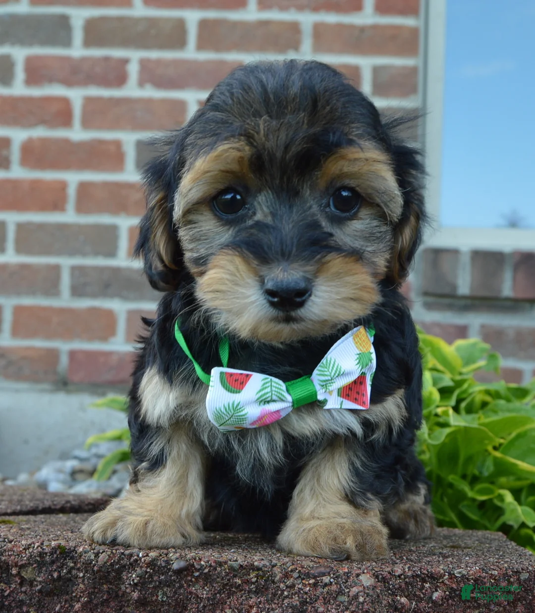 Yorkiepoo dogs for sale: Willow - Ad 1