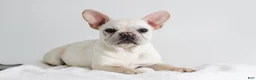 French Bulldog dogs for sale: Peaches - Ad 1