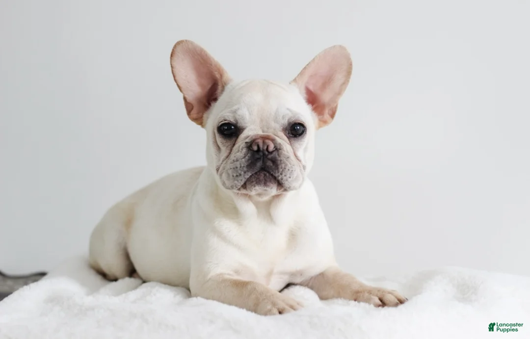 French Bulldog dogs for sale: Peaches - Ad 1