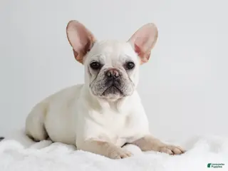 French Bulldog dogs Peaches - Ad 26