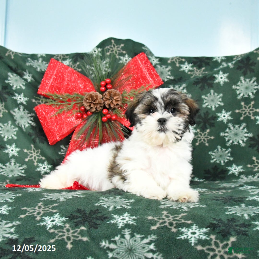 Malshi dogs for sale: Hunter - Ad 3