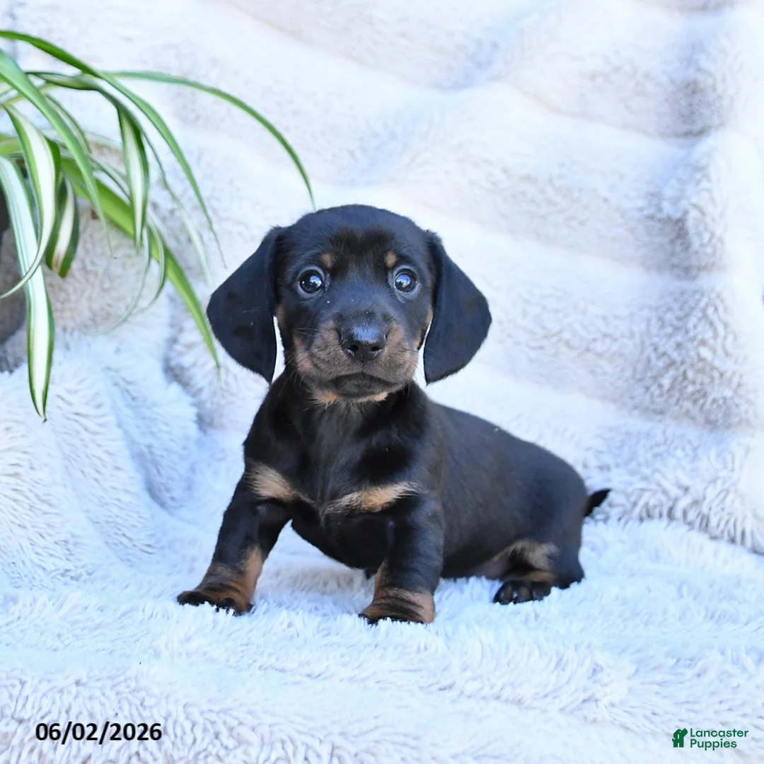 Miniature Dachshund dogs for sale: Roxy - Ad 1