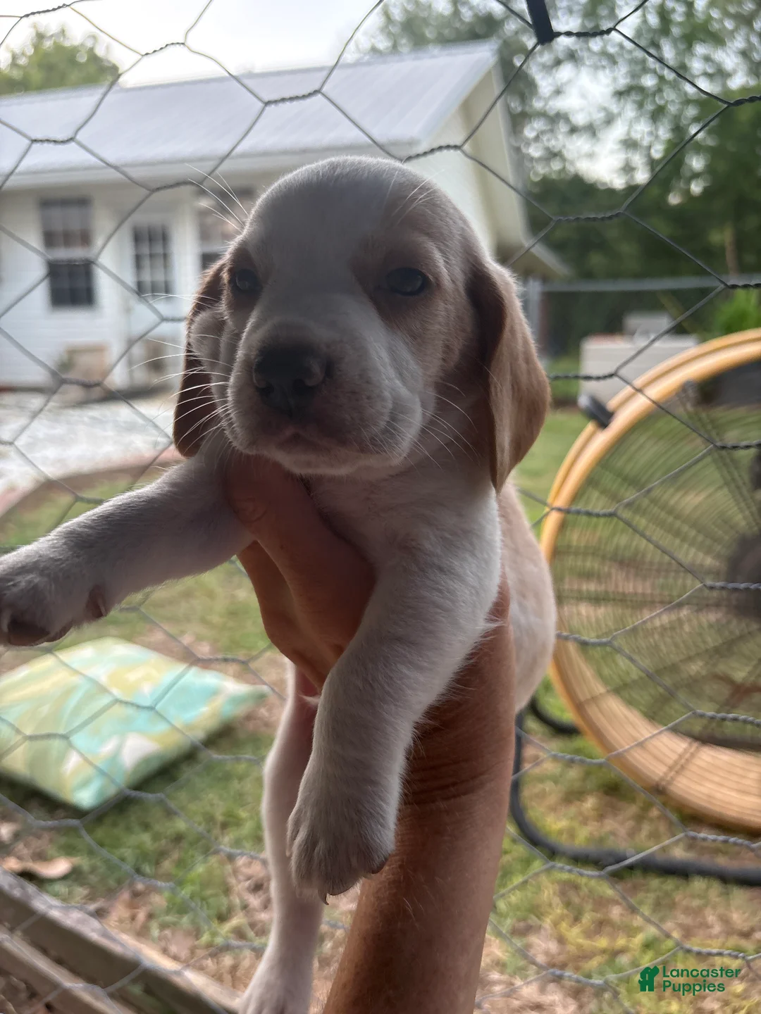 Beagle dogs for sale: Beagle 1 - Ad 1