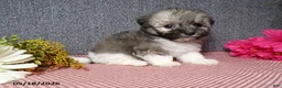 Havanese dogs for sale: Kelly - Ad 1
