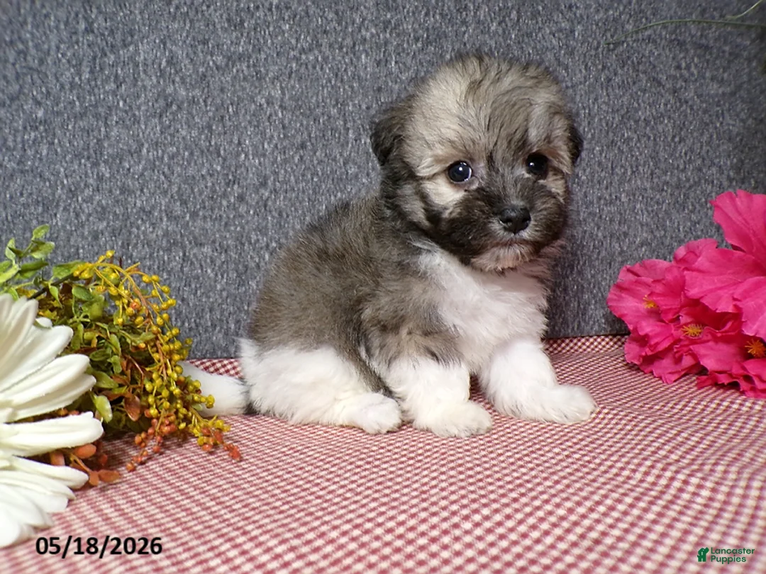 Havanese dogs for sale: Kelly - Ad 1