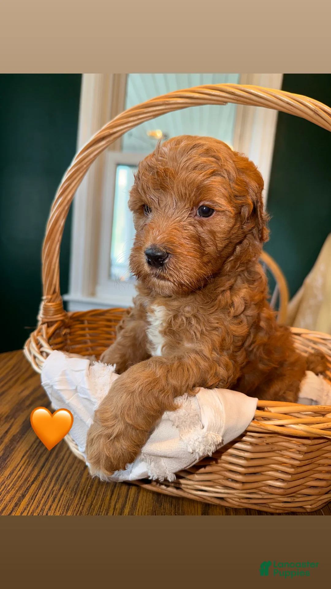 Mixed Breed dogs for sale: Boy 1 - Ad 2