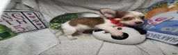Chihuahua dogs for sale: Jimmy Neutronn - Ad 2