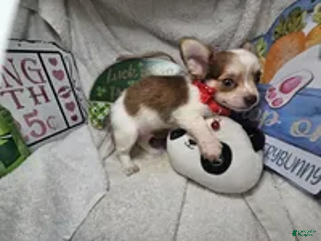 Chihuahua dogs for sale: Jimmy Neutronn - Ad 2