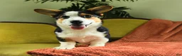 Welsh Corgi Pembroke dogs for sale: Titus - Ad 4