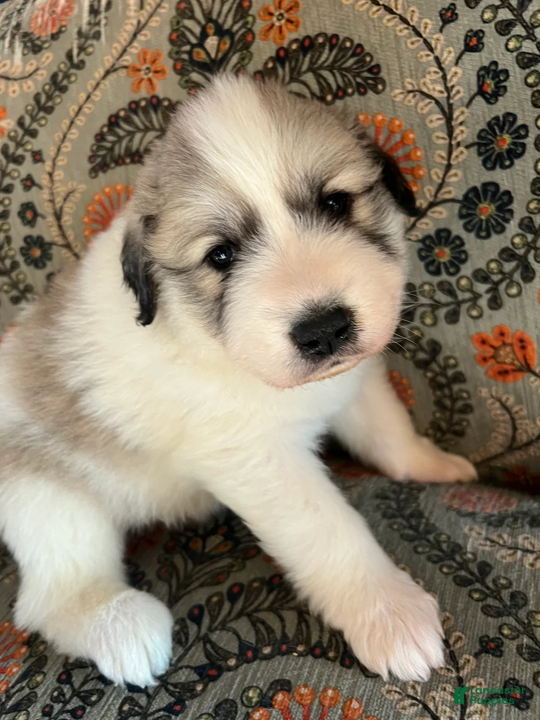 Great Pyrenees dogs for sale: Great Pyrenees Puppy 4 - Ad 2