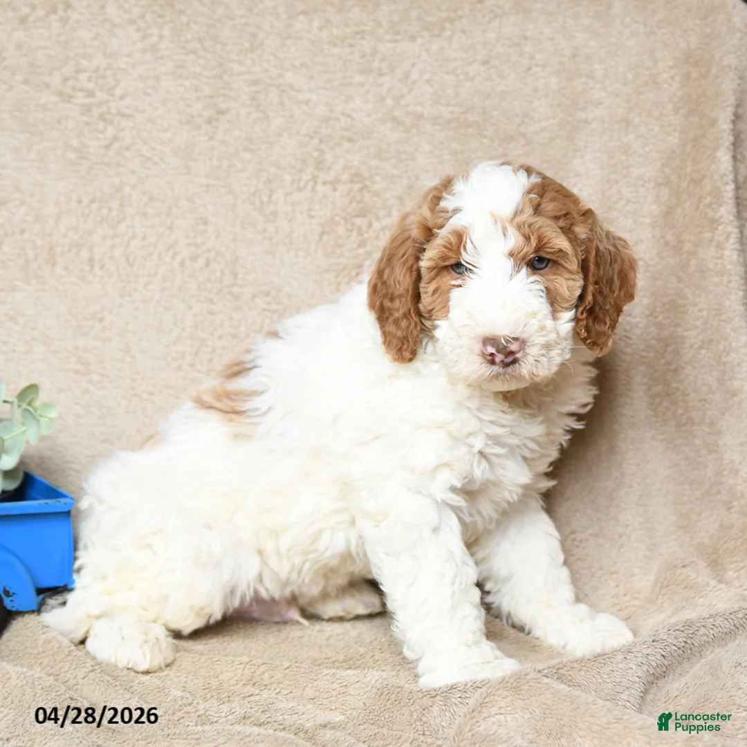 Goldendoodle dogs for sale: Nutter Butter - Ad 3