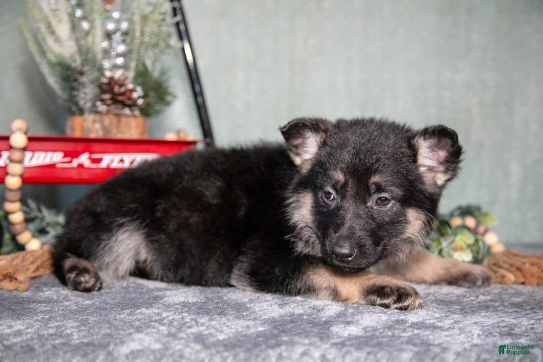 German Shepherd dogs for sale: Lauren - Ad 2
