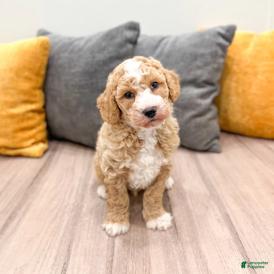 Mini Goldendoodle dogs for sale: Jackson - Ad 2