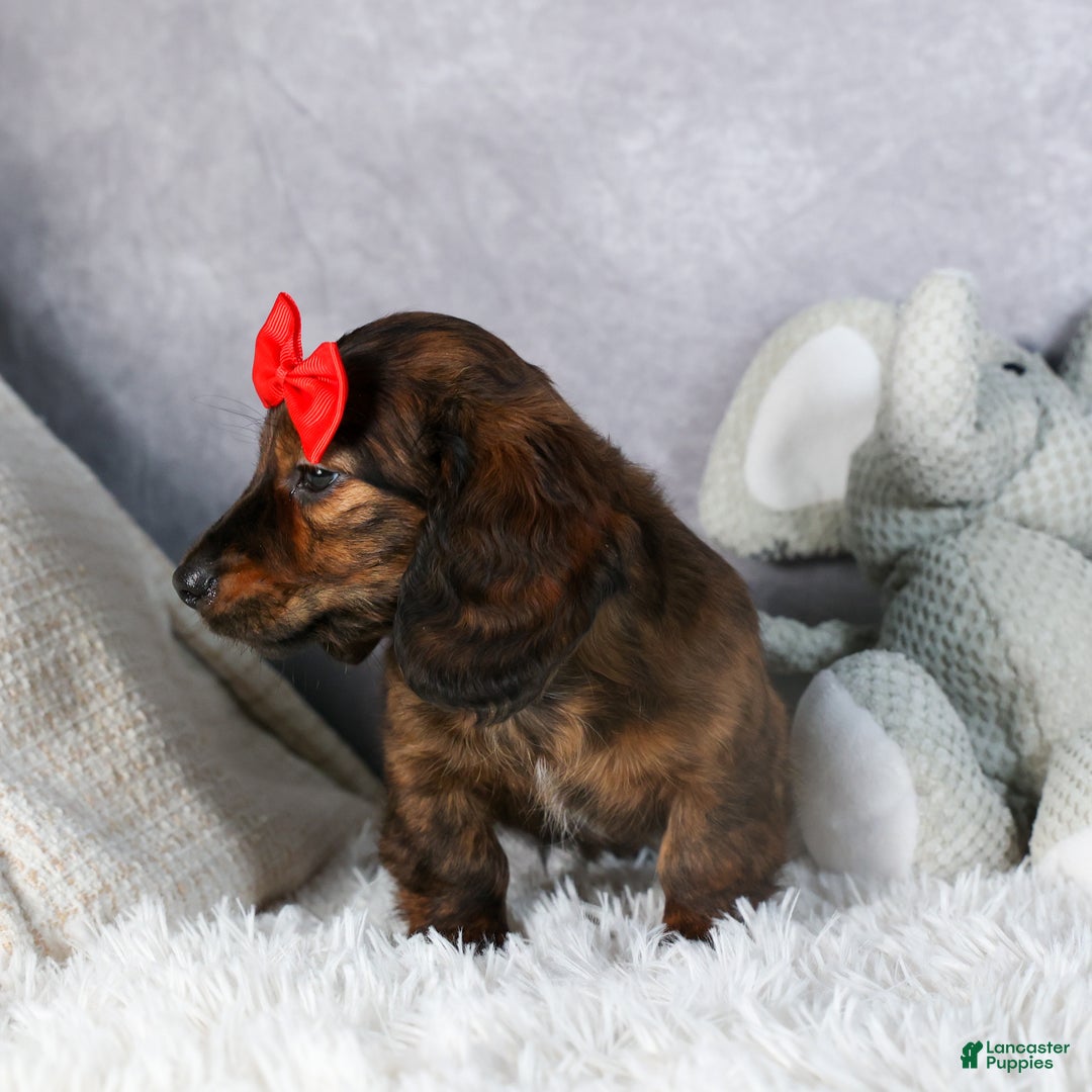 Miniature Dachshund dogs for sale: Felix - Ad 16