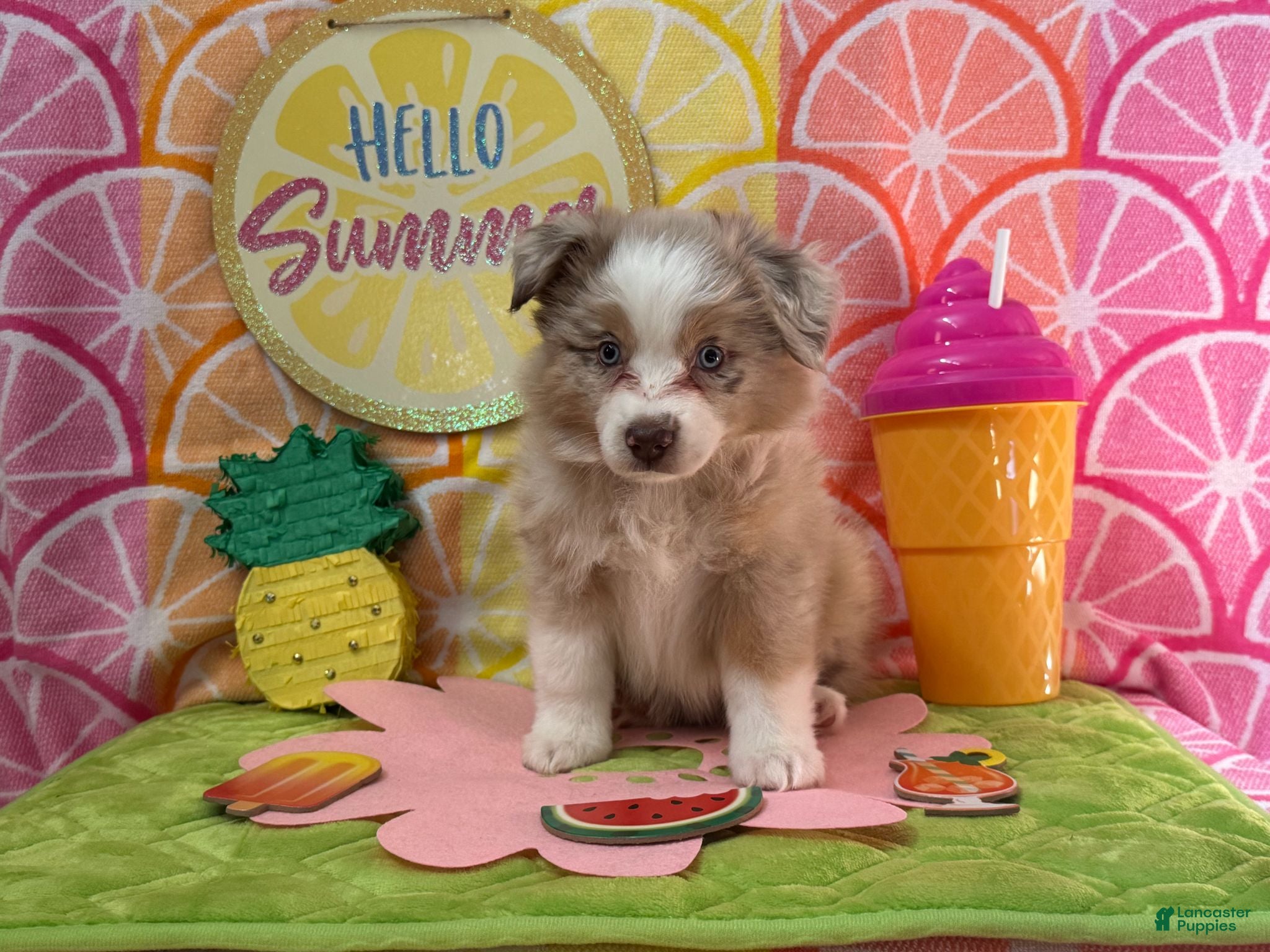 Australian Shepherd dogs Australian Shepherd 2 - Ad 1
