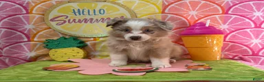 Australian Shepherd 2