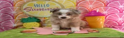 Australian Shepherd dogs for sale: Australian Shepherd 2 - Ad 1