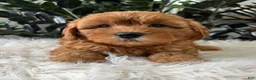 Mini Goldendoodle dogs for sale: Balto - Ad 3