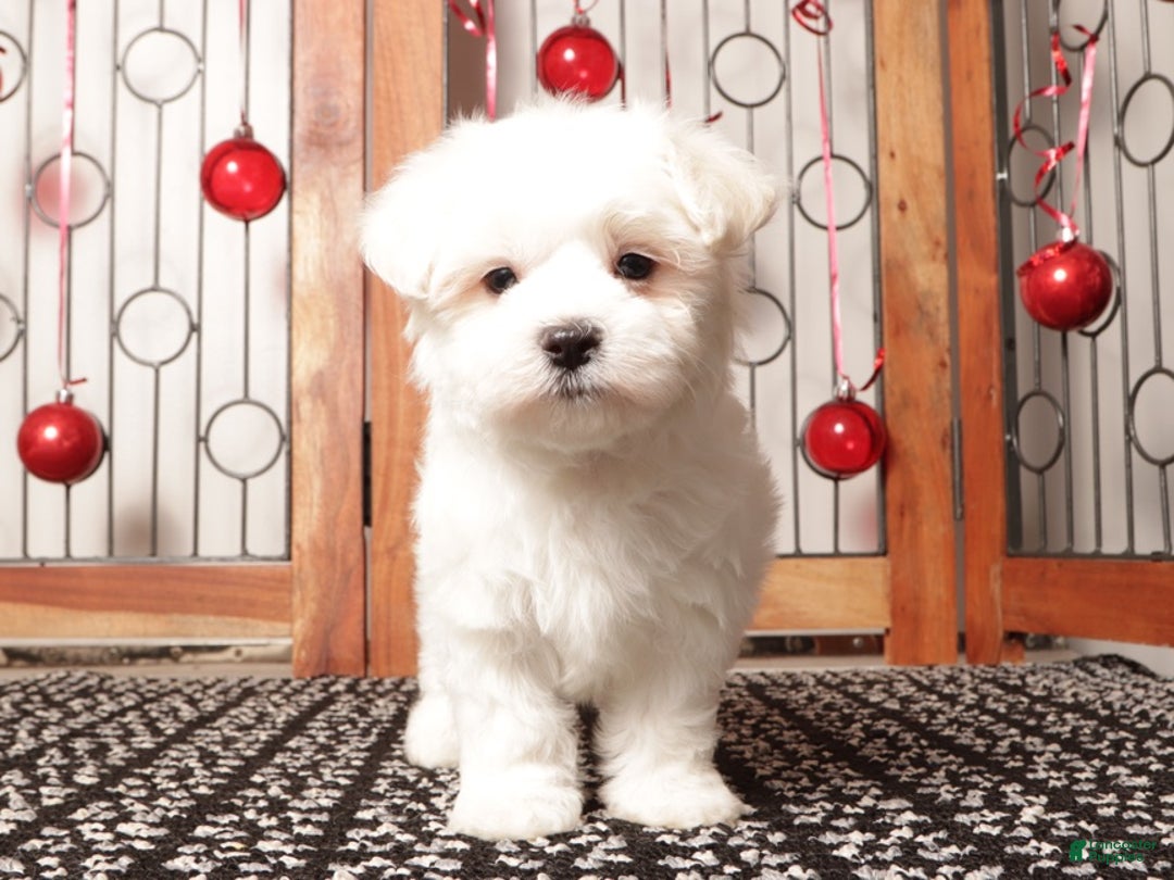 Maltese dogs for sale: Scooter - Ad 2