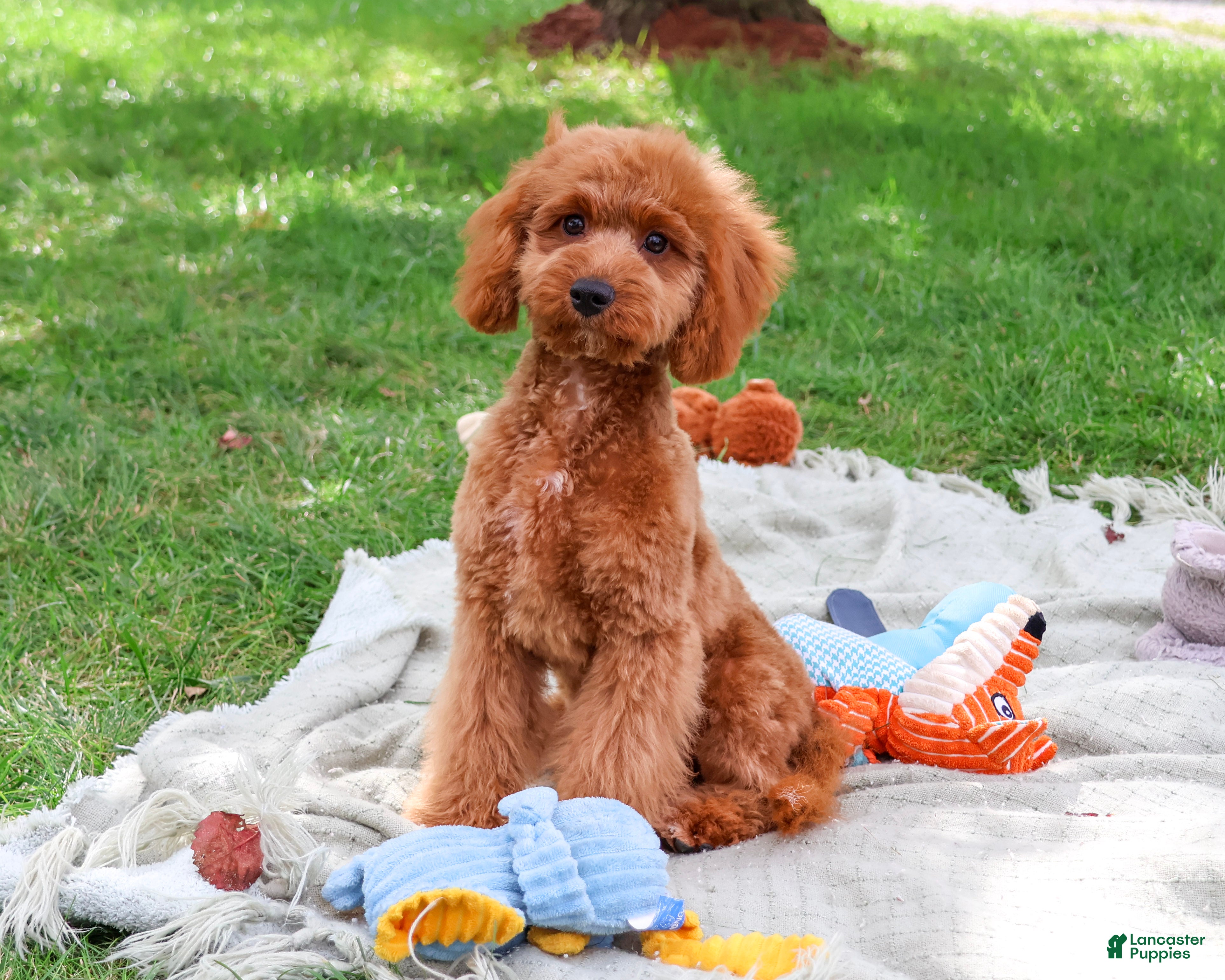 Cavapoo dogs Donut - Ad 24