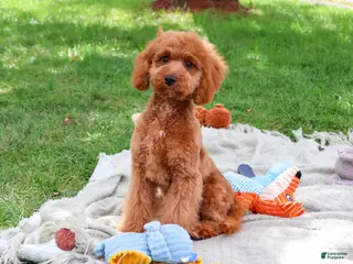 Cavapoo dogs Donut - Ad 25