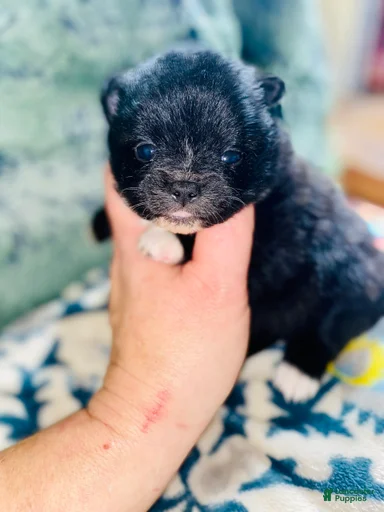 Gallery Image {{count}}