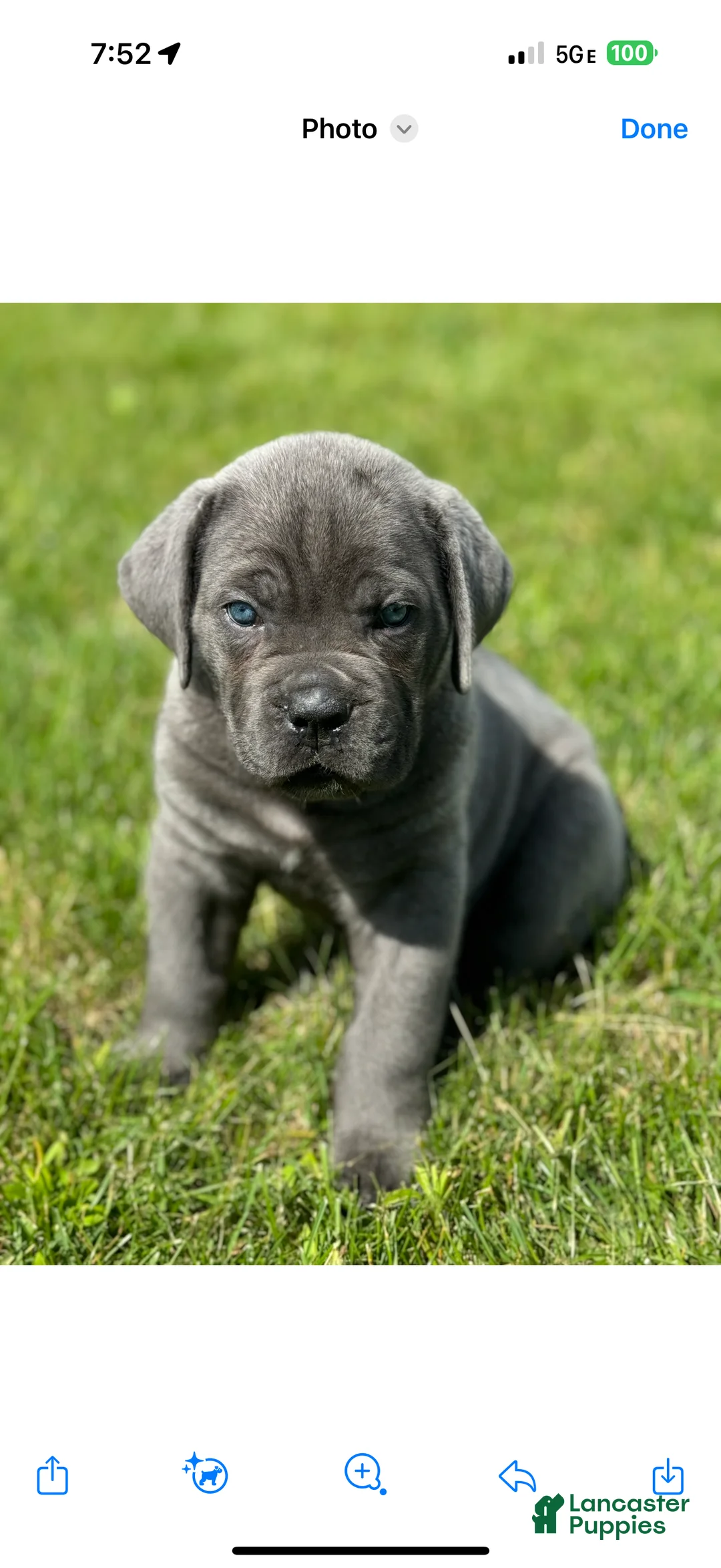 Cane Corso dogs for stud: Enzo Stud - Ad 2