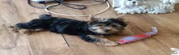 Yorkshire Terrier dogs for sale: Luna Yorkie - Ad 3