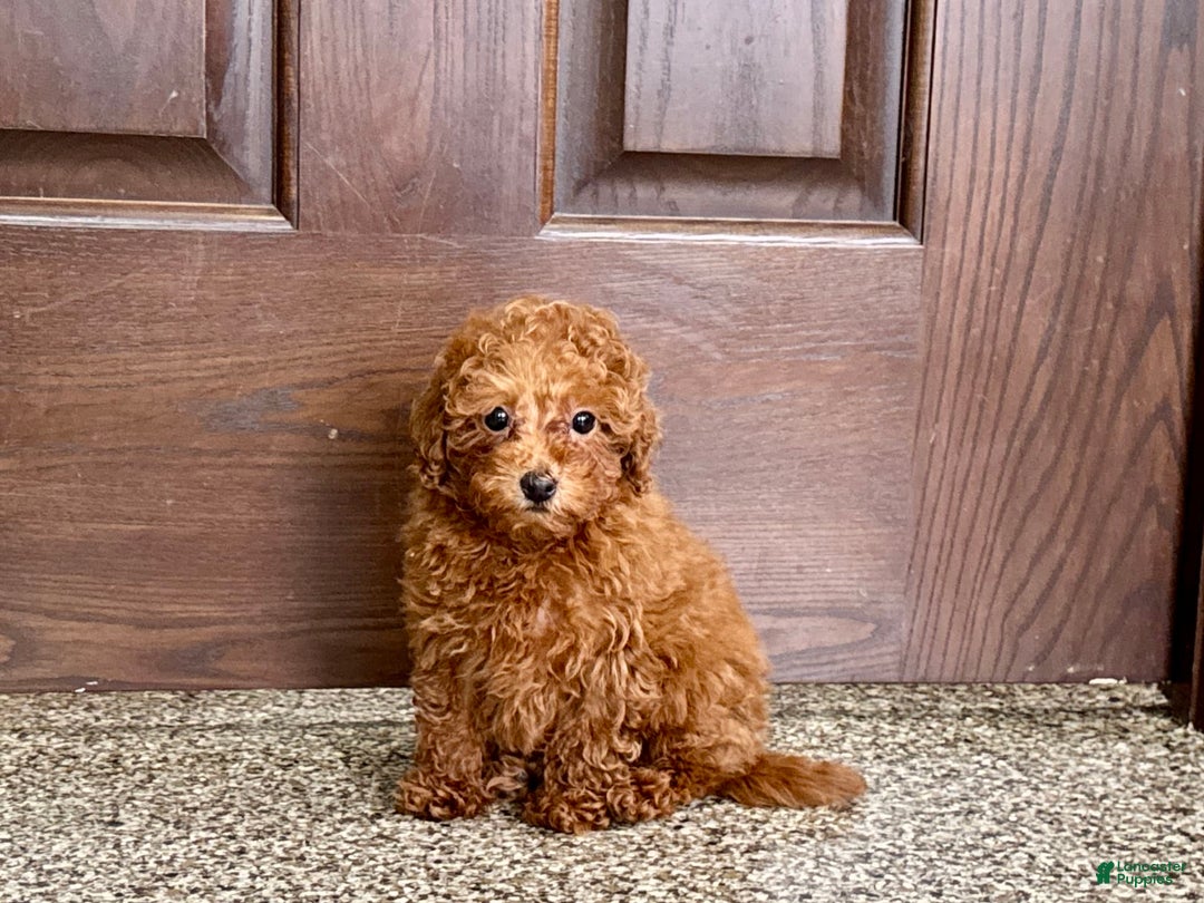Maltipoo dogs for sale: Quinn - Ad 2