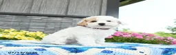 Mini Goldendoodle dogs for sale: Silly Sue  - Ad 4