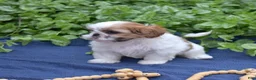 Shih Tzu dogs for sale: Penny  - Ad 5