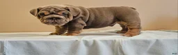 English Bulldog dogs for sale: English Bulldog Puppy 1 - Ad 5