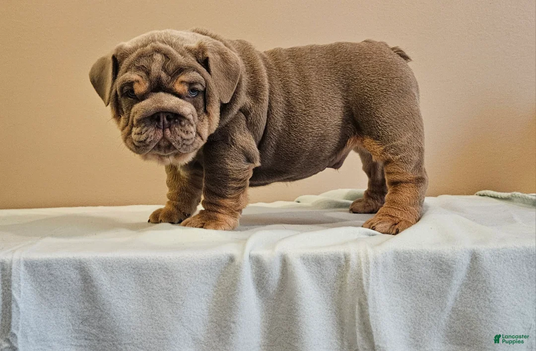 English Bulldog dogs for sale: English Bulldog Puppy 1 - Ad 5