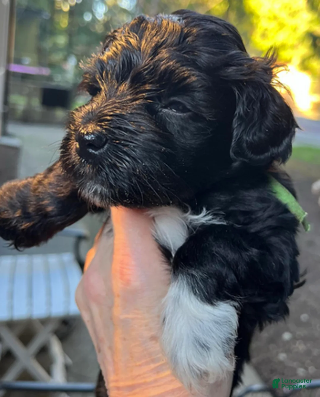 Miniature Schnauzer dogs for sale: Billy (green collar) - Ad 5