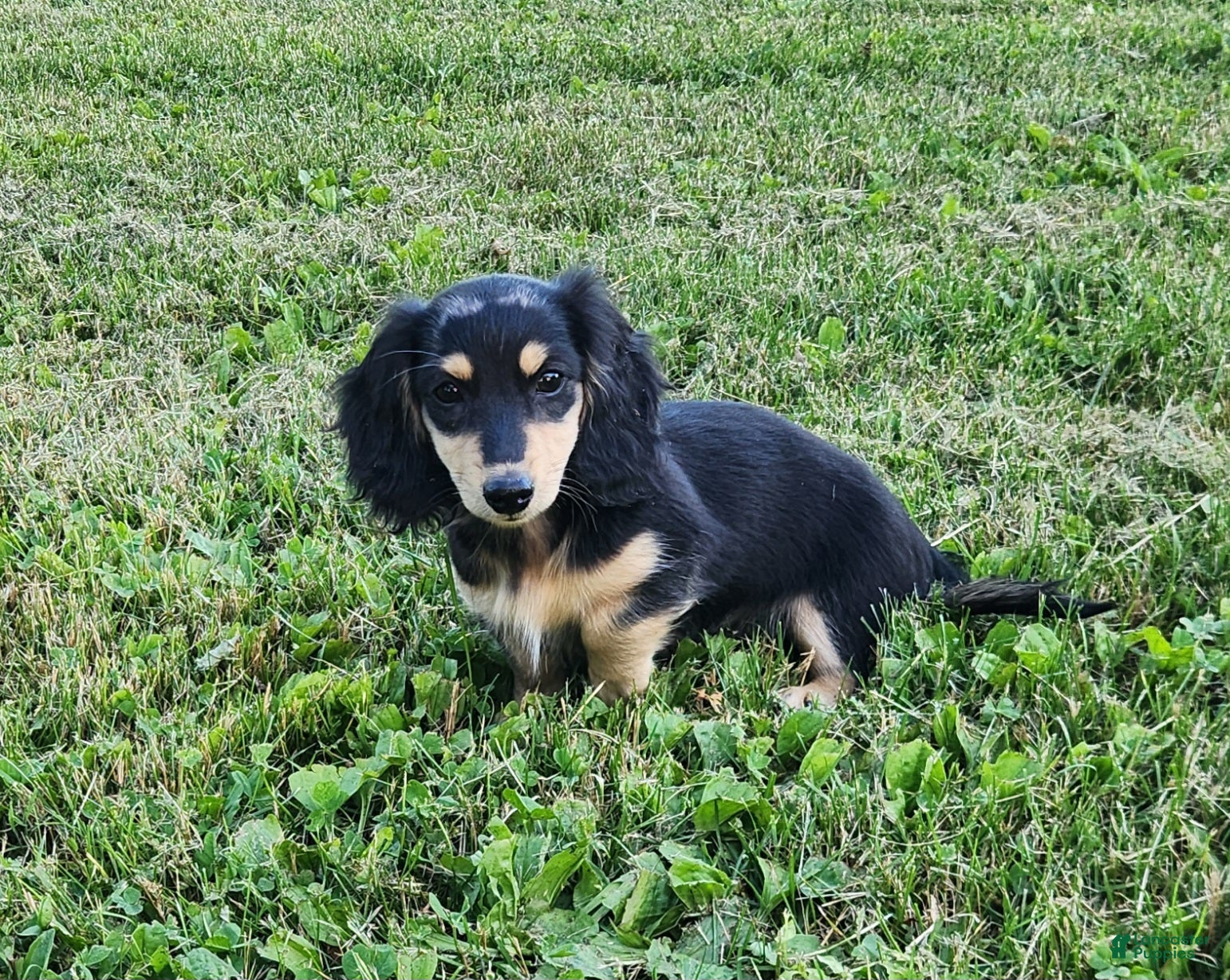 Miniature Dachshund dogs Ollie - Ad 1