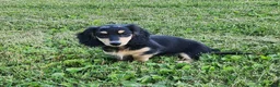 Miniature Dachshund dogs for sale: Ollie - Ad 1